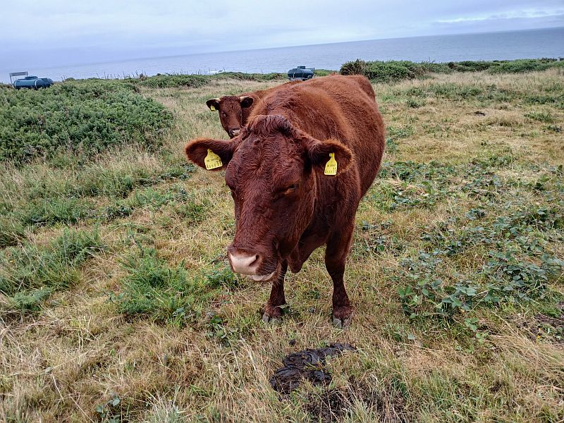 Animal 2