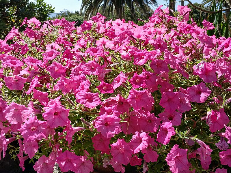 Flowers 1